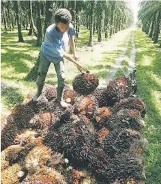  ??  ?? MIDF Research believe the prices of crude palm oil should likely bottom at RM2,000 by the year end.