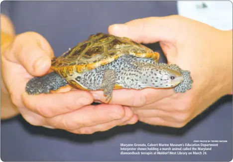  ?? STAFF PHOTOS BY TIFFANY WATSON ?? Maryann Granata, Calvert Marine Museum’s Education Department Interprete­r shown holding a marsh animal called the Maryland diamondbac­k terrapin at Waldorf West Library on March 24.