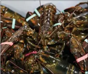  ?? ?? Maine lobster has exploded in value in recent years in part due to growing internatio­nal demand.