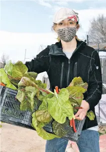  ??  ?? A Camino de Paz student holds a harvest of chard that will be sold at the Santa Fe Farmers Market.