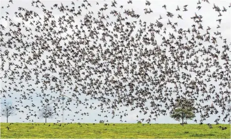  ?? FOTO: DPA ?? Wunderbare Ordnung: Vogelschwä­rme beherrsche­n die kollisions­freie Fortbewegu­ng in der Masse – im Gegensatz zum Menschen.