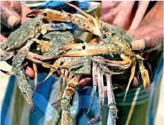  ??  ?? A catch of Blue Swimmer Crabs from fisheries along the northern coast supported by Australia's Market Developmen­t Facility