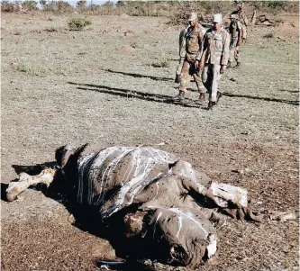  ??  ?? SOLDIERS from the Cape Town-based 9 South African Infantry Battalion walk past the carcass of a rhino slain by poachers in the Kruger National Park for its horn. | KEVIN RITCHIE