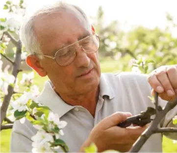  ??  ?? When pruning trees, it is best to use appropriat­e tools. Sharp, one-hand pruning shears with curved blades are best for young trees, and taller trees may require a pole pruner or help from a profession­al tree service.