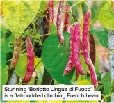  ??  ?? Stunning ‘Borlotto Lingua di Fuoco’ is a flat-podded climbing French bean