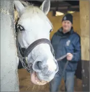  ?? (Pic: INPHO/Morgan Treacy) ?? CHEESE! – Way to Paris pictured in his stable during the ITM Irish Stallion Trail at Coolagown Stud, Fermoy.