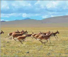  ?? ZHANG RUFENG / XINHUA ?? Tibetan antelopes gallop across a pasture in Nyima county, Tibet autonomous region, in September 2017.