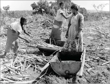  ?? PICTURE: RANJITH KALLY ?? Child labour on the cane plantation­s on the North Coast of Natal.