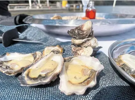  ?? — Photos: MICHELLE Ostwald/dpa ?? Fresh sydney rock oysters lie on a table during a tour of an oyster farm.