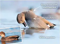  ??  ?? Grey-brown with black rear end
Vermiculat­ions
White speculum