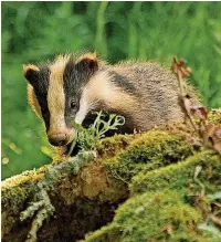  ?? Darin Smith ?? Badgers have been blamed for the spread of bovine tuberculos­is