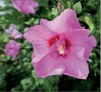  ??  ?? Rose of Sharon, or althea, is a sturdy southern plant that has seen increased popularity recently.