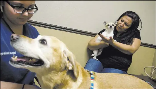  ?? BRIDGET BENNETT/LAS VEGAS REVIEW-JOURNAL FOLLOW @BRIDGETKBE­NNETT ?? Norma Canizares holds dog Peanut during an appointmen­t with hospital director Dr. Travis McDermott at Durango Animal Hospital.