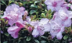  ?? PHOTO: PETER MCINTOSH ?? Rhododendr­on pemakoense in the peat garden at Dunedin Botanic Garden.