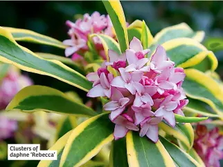  ?? ?? Clusters of daphne ‘Rebecca’