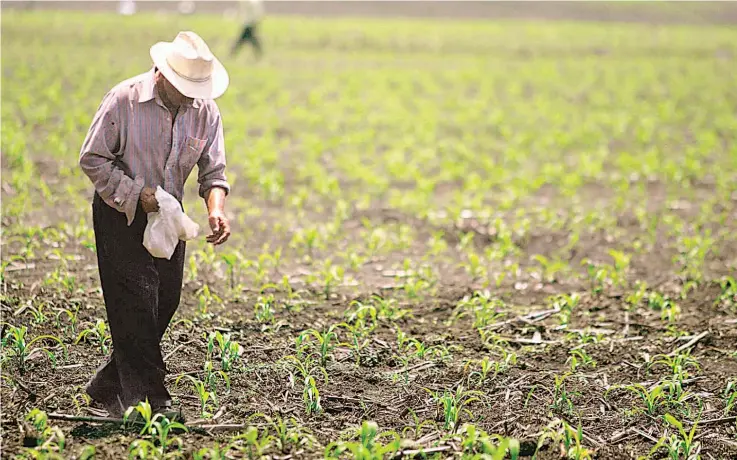  ??  ?? Población que envejece. Señalan que se tienen que crear condicione­s para que los jóvenes estén más motivados a trabajar en la agricultur­a como sus padres y abuelos en lugar de migrar.