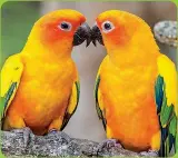  ??  ?? See the vibrant and vocal sun conure parrots who live at the Graeme Hall Nature Sanctuary