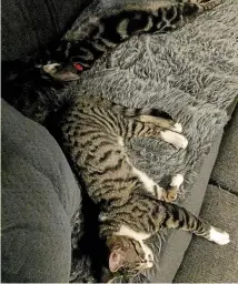  ??  ?? Sleeping felines at full stretch.