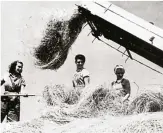  ??  ?? “Modern dairymaid – After the hard preparator­y work of the winter months, the Land Army girls enjoy making a haystack in the summer sunshine.”