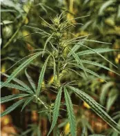  ?? Henri-Alain Segalen / Gamma-Rapho via Getty Images ?? The 2018 farm bill passed last week allows farmers across the nation to legally grow and sell hemp.