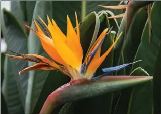  ?? PHOTOS BY KATHY RENWALD, SPECIAL TO THE HAMILTON SPECTATOR ?? Bird of paradise are among the biggest plants in the Gage Park Tropical Greenhouse.