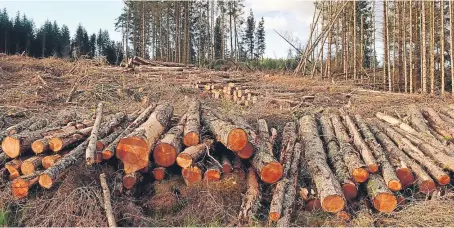  ??  ?? Latest figures show the prices paid for commercial timber in Scotland over the six months to September last year remained largely stable.