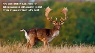  ?? ?? New-season fallow bucks make for delicious venison, with a layer of fat that gives a crispy outer crust to the meat