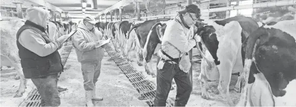  ??  ?? Kurt, left, and auctioneer Tom Bidlingmai­er keep a tally on which cows are pregnant as veterinari­an Jeff Loomans performs exams on Kurt’s herd in Dane, Wis.