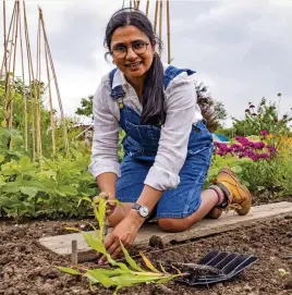  ?? ?? ABOVE Deep modules give sweetcorn the best start for its questing roots RIGHT Once the golden tassels turn brown, it’s time to pick the first cobs