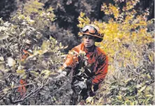  ?? Gabrielle Lurie / The Chronicle ?? An inmate firefighte­r with the Eel River Conservati­on Camp clears brush in an effort to lessen the risk from mudslides.