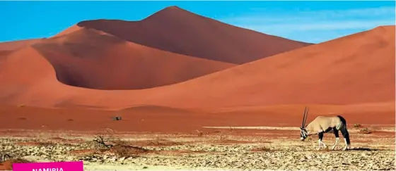  ??  ?? Name that dune Oryx (above) roam the arid Namib Desert; (below right) spot cheetah at Etosha National Park or one of Namibia’s carnivore conservati­on projects