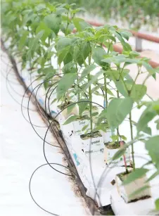  ??  ?? The Wallace family is gearing up for a huge expansion of their hydroponic capsicum business at Keilor, which is about 20km northwest of Melbourne.