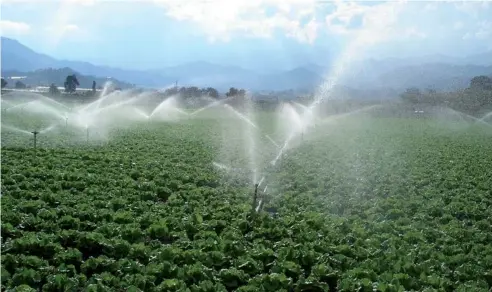  ??  ?? Los diferentes microclima­s favorecen la producción agrícola de Constanza.