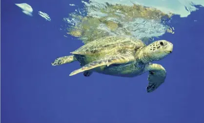  ??  ?? Scientists have screened water and food quality in areas near Townsville in one of the largest turtle research projects to be conducted. Photograph: Mike Severns/Tony Stone