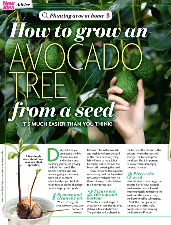  ?? ?? A few simple steps should see your avo plant
sprouting.