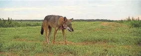  ?? ?? A female red wolf roams open lands in North Carolina. This wolf is thought to have lived to be 14 years old, the oldest documented red wolf in the wild.