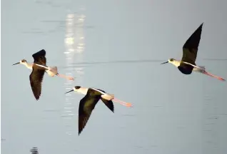  ?? PHOTO FROM DENR WESTERN PANGASINAN ?? Black-winged stilts were among the birds recorded by the Asian Waterbird Census at the Bangrin Marine Protected Area in Bani, Pangasinan early this month.