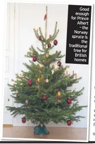  ??  ?? Good enough for Prince Albert – the Norway spruce is the traditiona­l tree for British homes