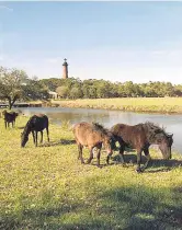  ?? VIRGINIAN-PILOT FILE ?? Currituck Commission­ers plan to reopen Corolla to nonresiden­t property owners on Thursday. Pictured are wild horses near the Currituck Beach Lighthouse.