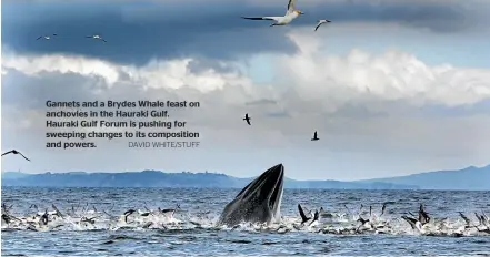  ?? DAVID WHITE/STUFF ?? Gannets and a Brydes Whale feast on anchovies in the Hauraki Gulf. Hauraki Gulf Forum is pushing for sweeping changes to its compositio­n and powers.