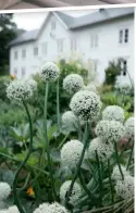  ??  ?? KEPALØK: Anette hadde litt setteløk som hadde ligget vinteren over, og puttet dem i jorda. De gikk i blomst, og pryder nå åkeren.