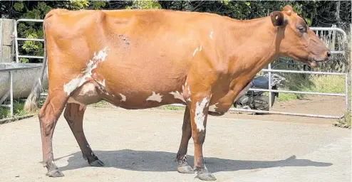  ?? ?? Pukekaraka Distinct Memo owned by Daniel and Rachel Simons, from Midhirst, was the highest pointed animal at a recent Taranaki Ayrshire Club show.