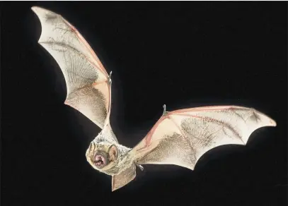  ?? PHOTOS BY MICHAEL DURHAM — MINDEN PICTURES, BAT CONSERVATI­ON INTERNATIO­NAL ?? Despite their 16-inch wingspan, hoary bats are only about 51/2inches long.