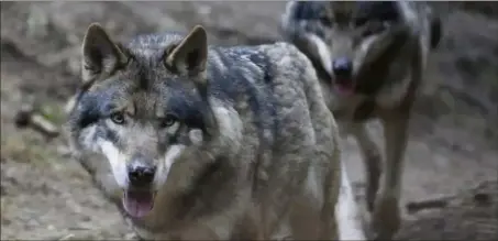  ?? (Photo doc Frantz Bouton) ?? Douze meutes de loups sont aujourd’hui recensées dans le Var.