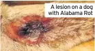  ??  ?? A lesion on a dog with Alabama Rot