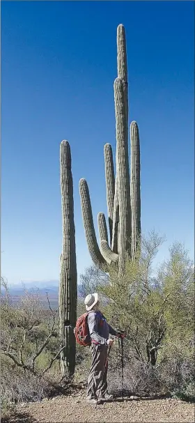  ?? (NWA Democrat-Gazette/Flip Putthoff) ?? Tom Mowry admires tall saguaros during a hike through the Saguaro National Park.