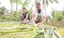  ??  ?? WORKERS extract the fibers from pineapple leaves, which are used in weaving the piña of the Akeanon people of Aklan.