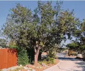  ?? Courtesy photo ?? This year’s drought may have been too much for this Monterrey oak and its covered root system.