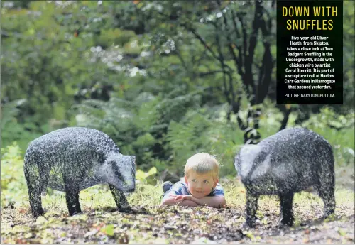  ??  ?? Five-year-old Oliver Heath, from Skipton, takes a close look at Two Badgers Snuffling in the Undergrowt­h, made with chicken wire by artist Carol Sterritt. It is part of a sculpture trail at Harlow Carr Gardens in Harrogate that opened yesterday.