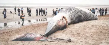  ?? — AFP photo ?? Photo shows the carcass of a large fin whale stranded on the beach in De Haan.